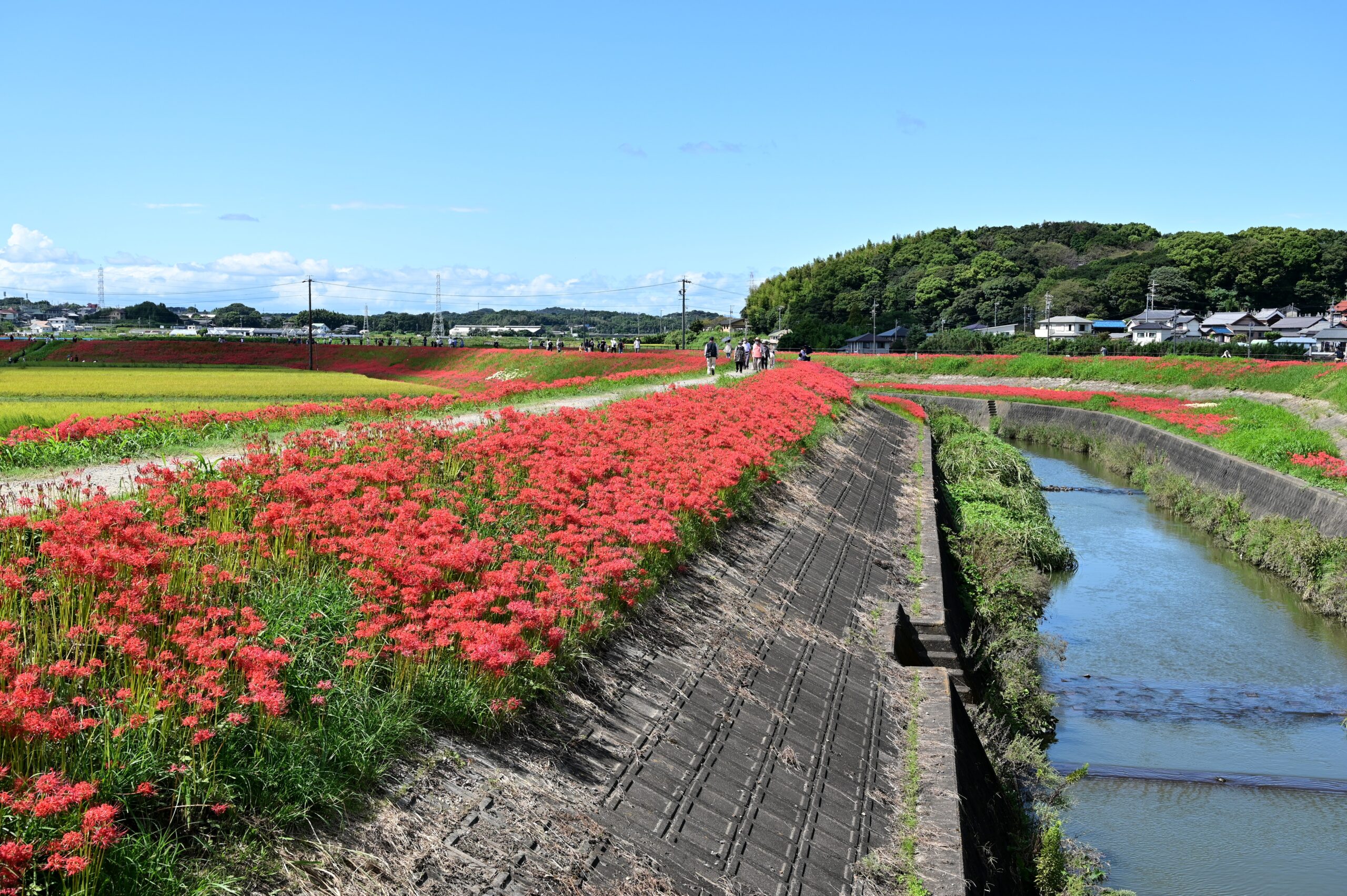 阿久比町 矢勝川の彼岸花