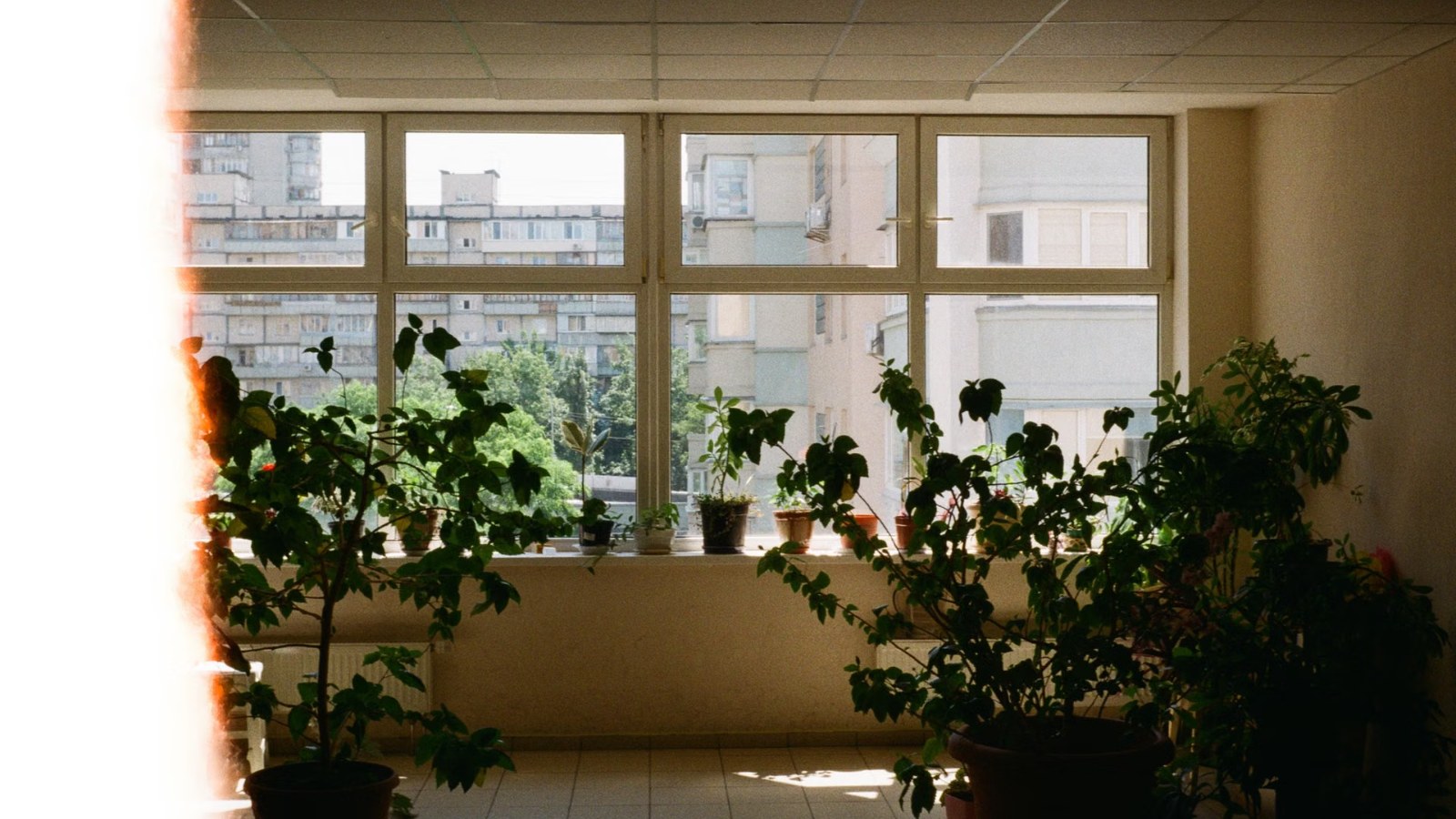 窓辺の観葉植物