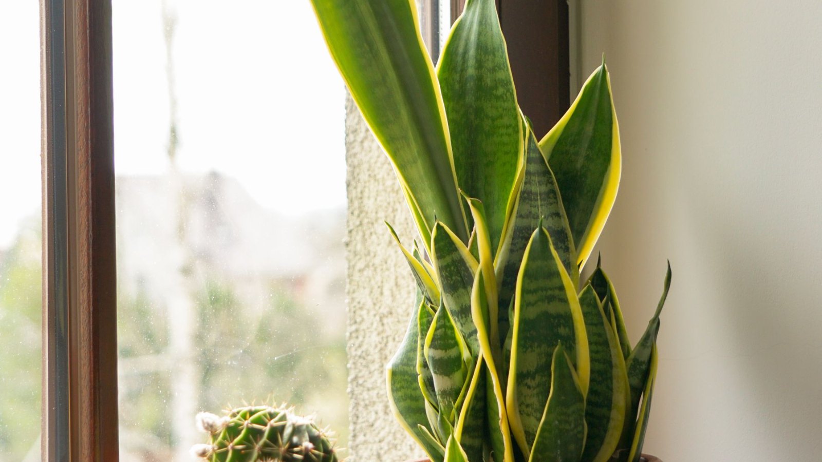 窓辺の観葉植物