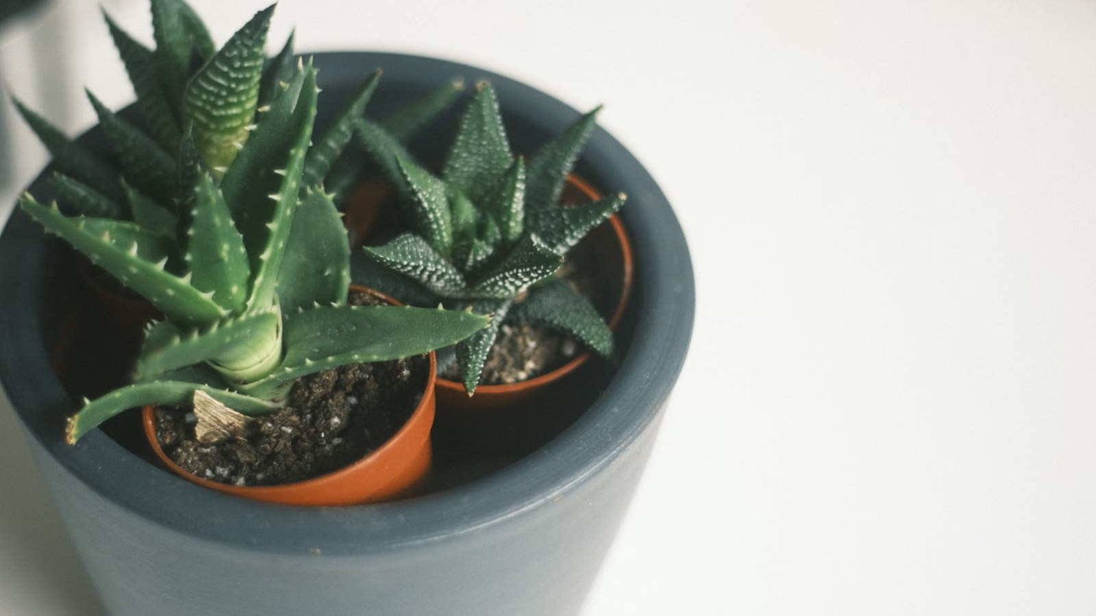 鉢植えの多肉植物