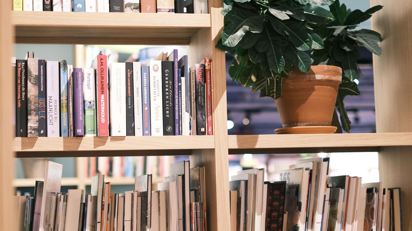 本棚と鉢植えのある図書スペース