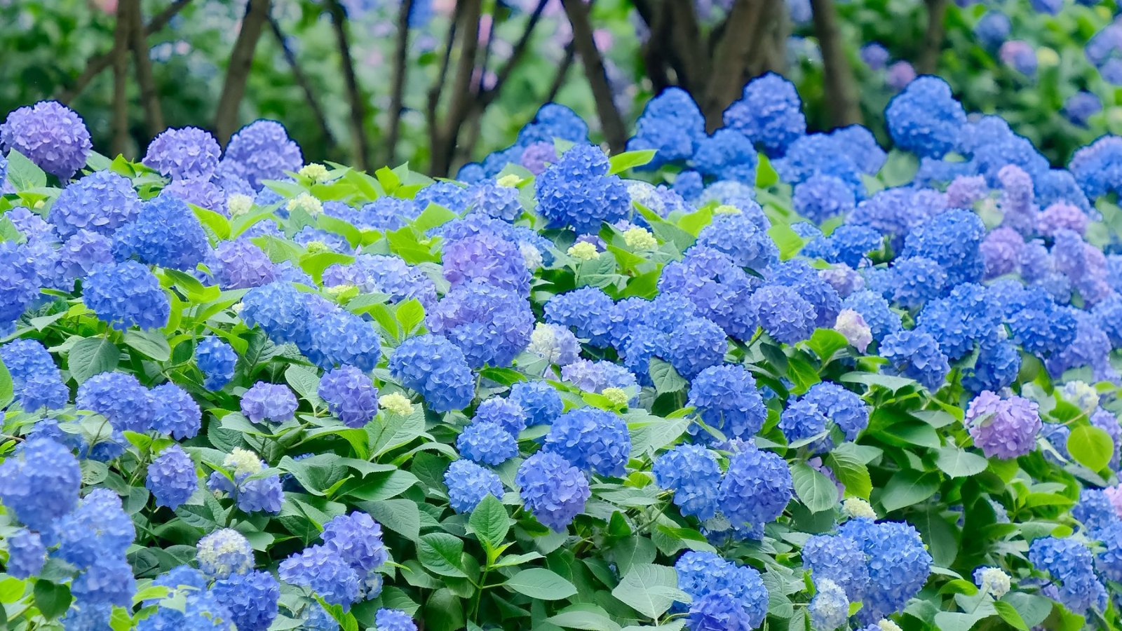 一面に咲く青いあじさい