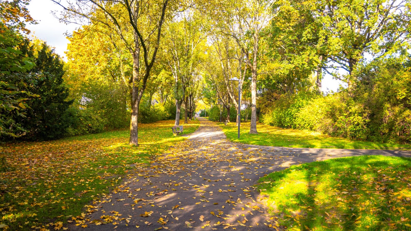 木々に囲まれた公園の散歩道
