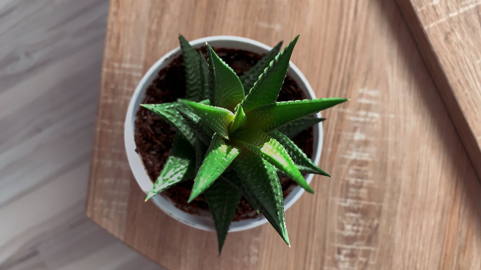 木のテーブルに置かれた多肉植物の鉢