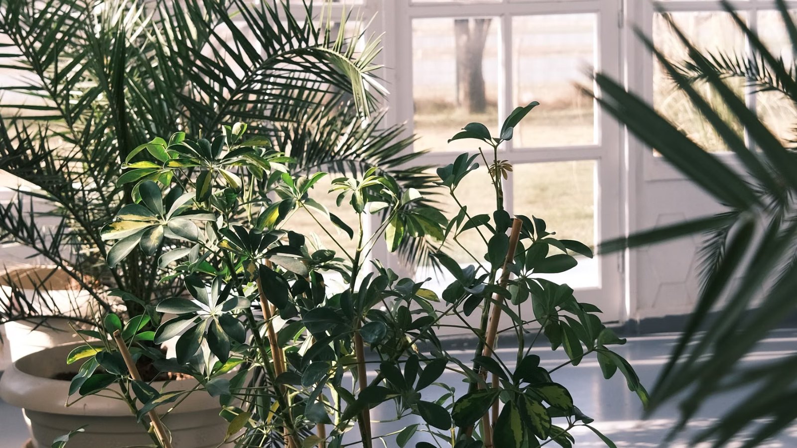日の当たる窓辺の観葉植物