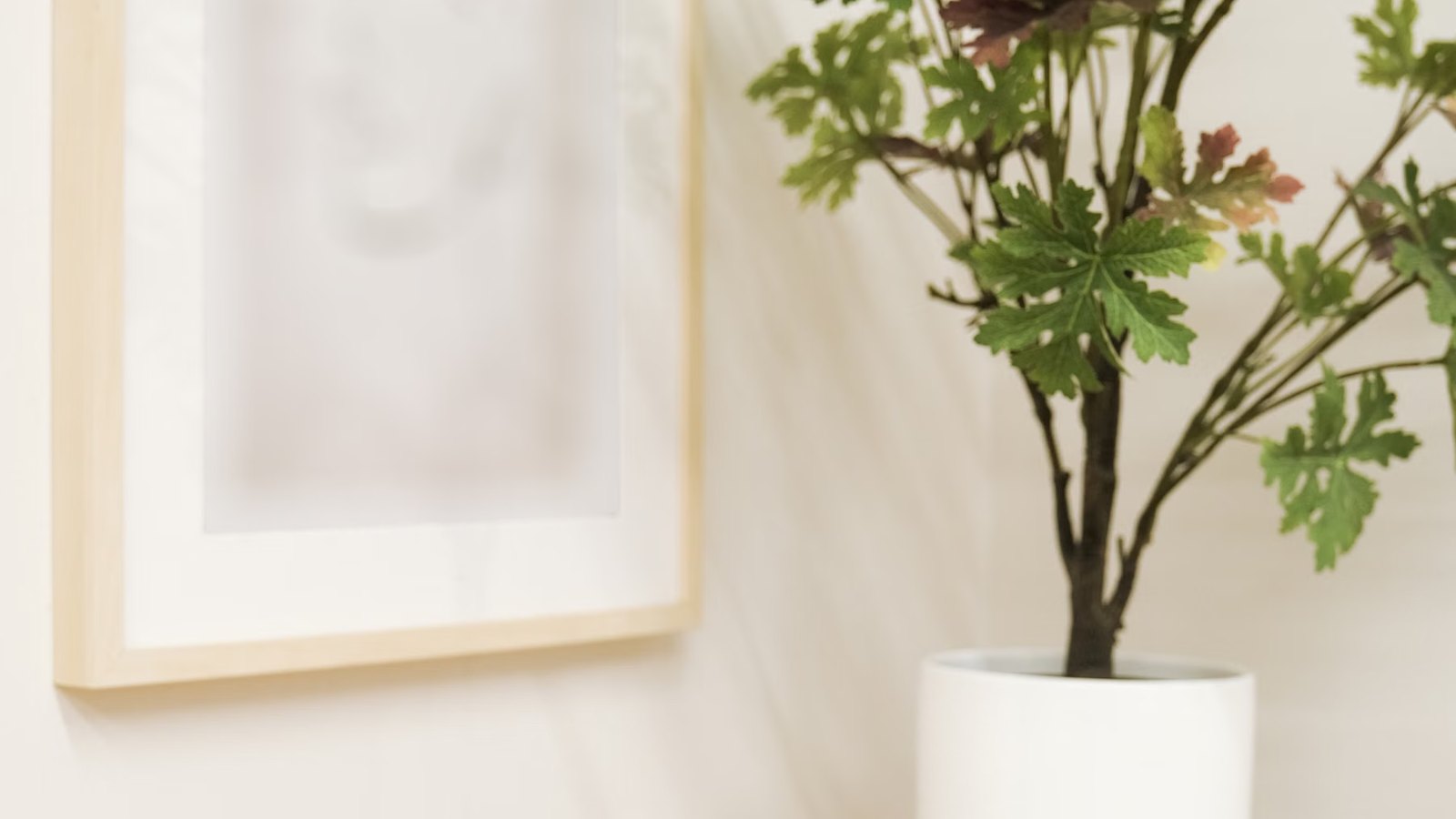 白い壁の前の観葉植物