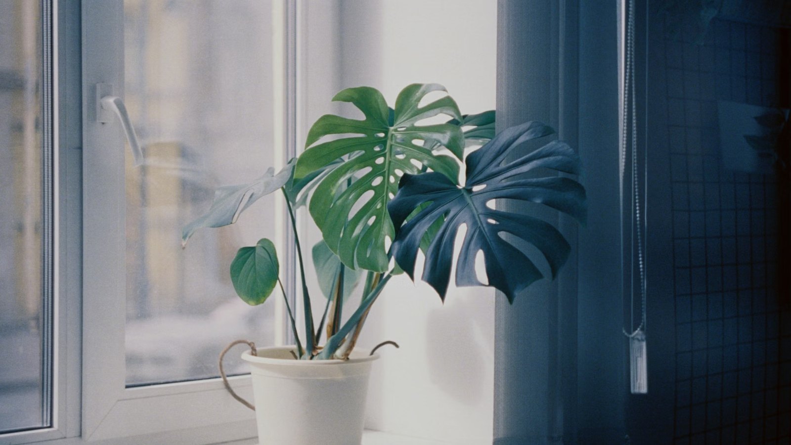 窓辺の観葉植物