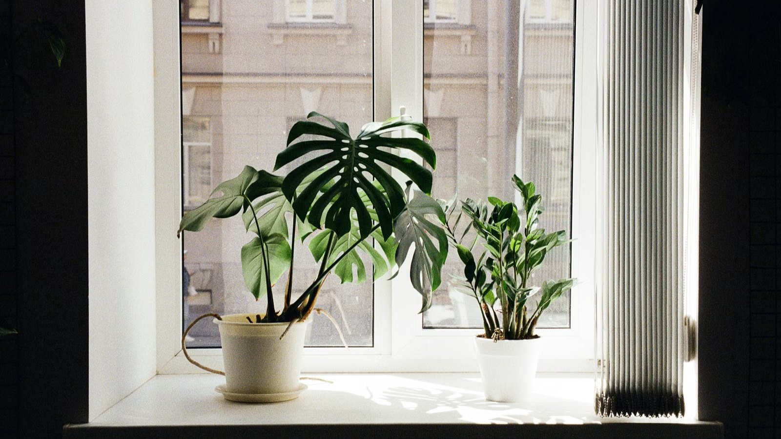 窓辺に並べられた観葉植物の鉢