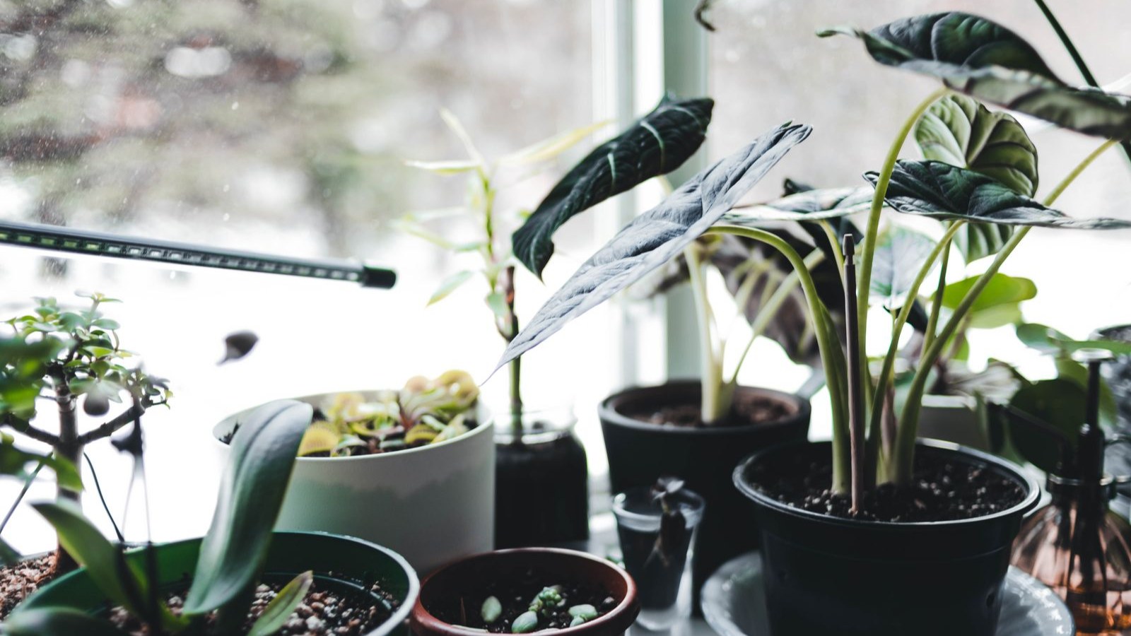窓辺に並べられた大きな葉の観葉植物