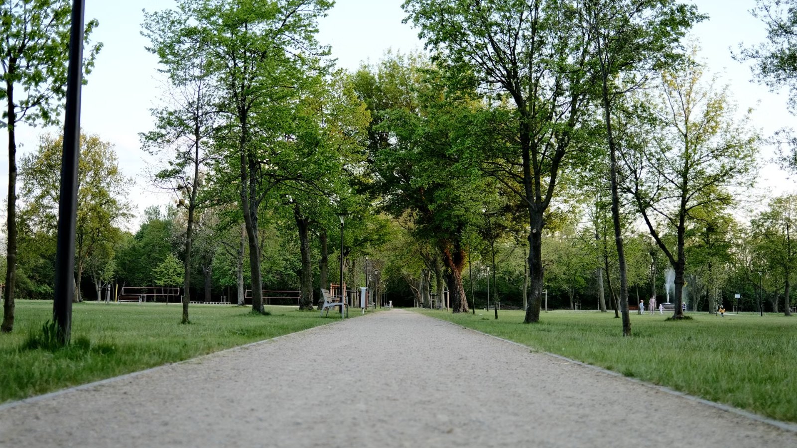 並木のある公園の道