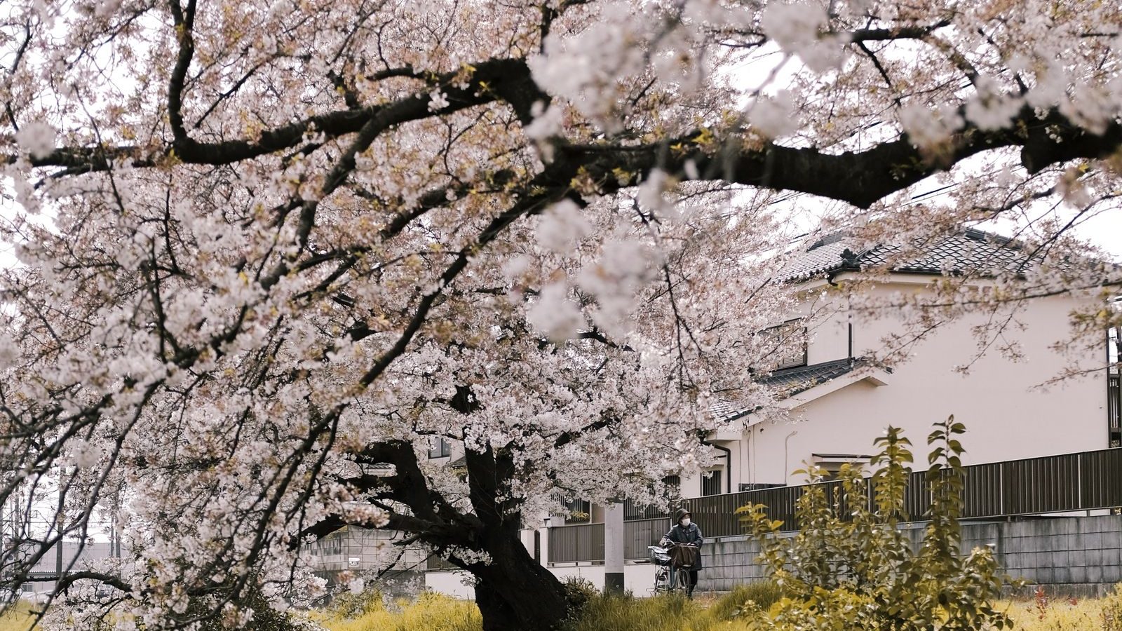 桜の咲く街の風景