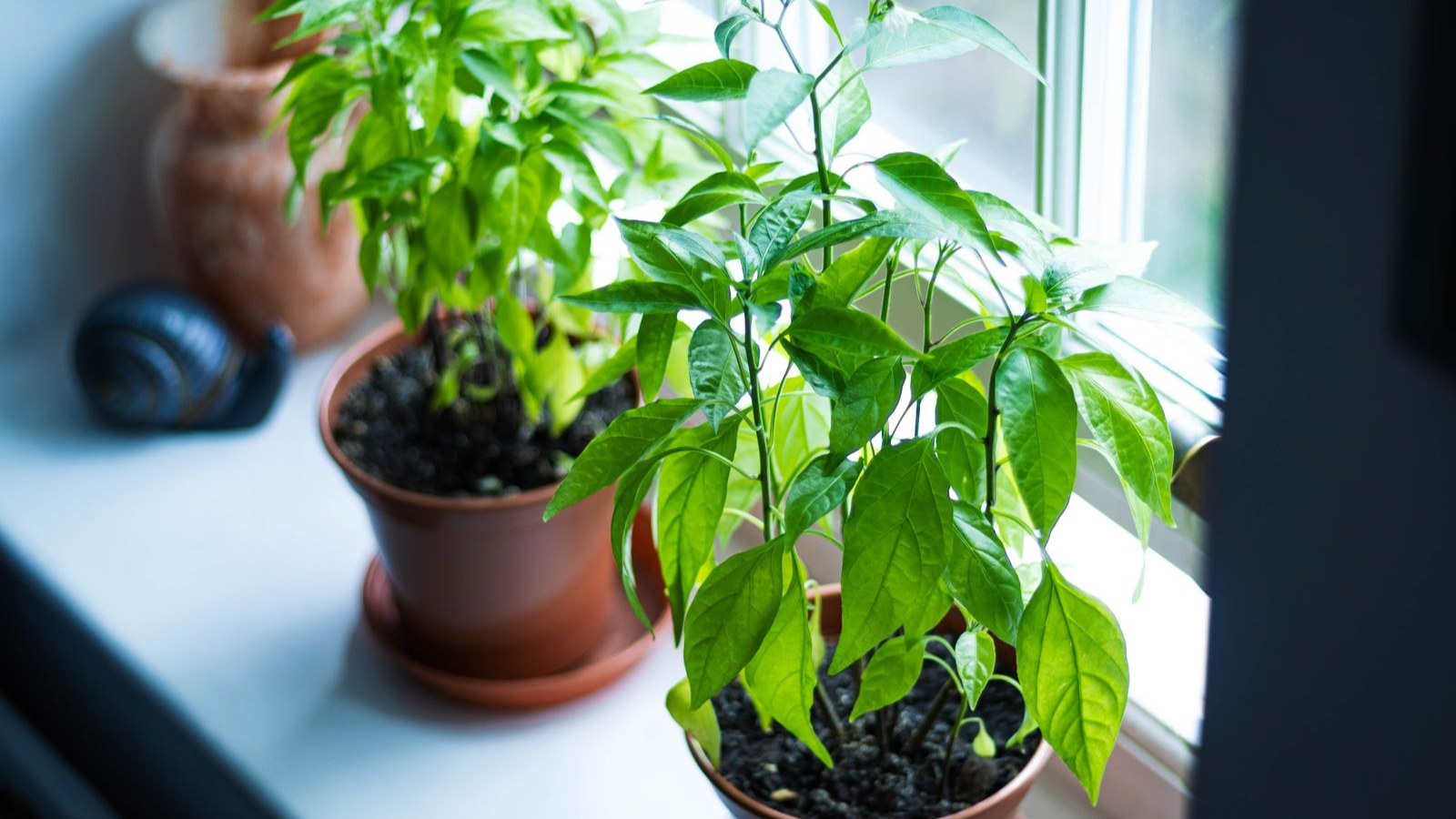 みずみずしい緑の葉の植物