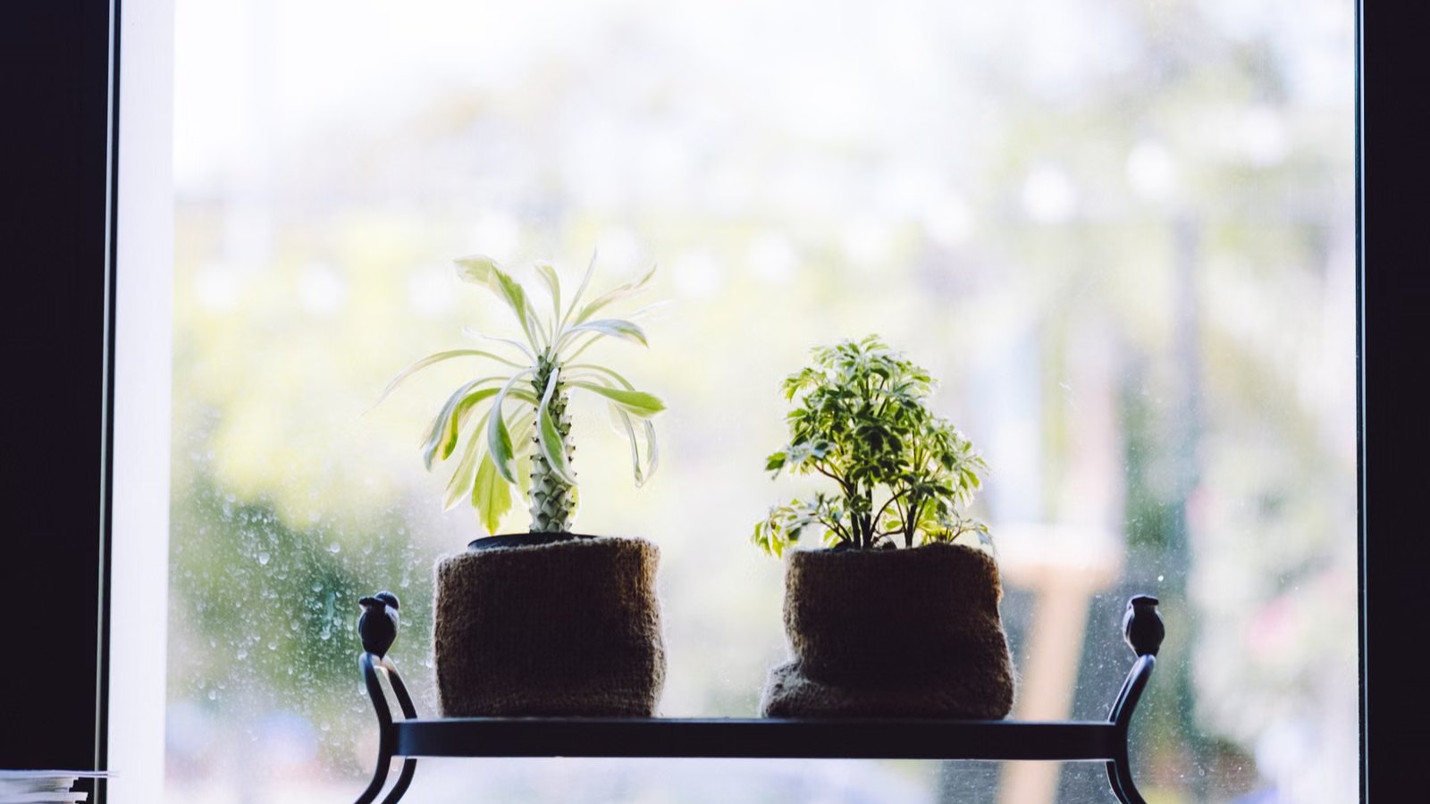 窓辺のベンチに並べられた鉢植え