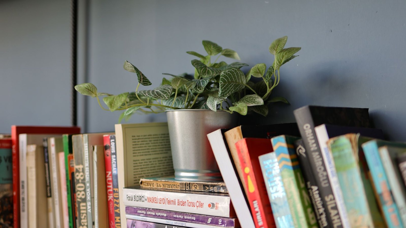 本と観葉植物が並ぶ本棚