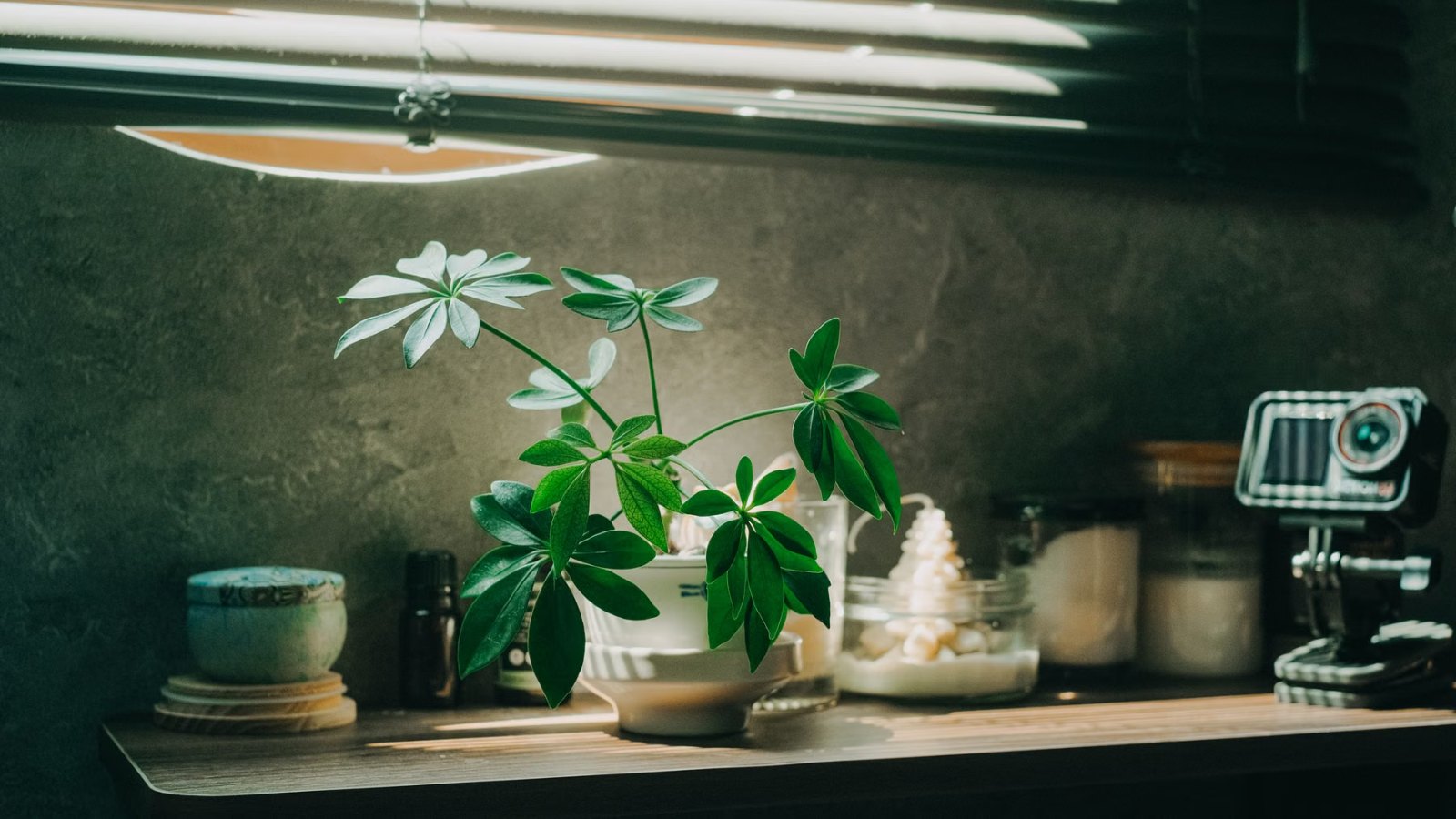 棚に置かれた観葉植物と小物
