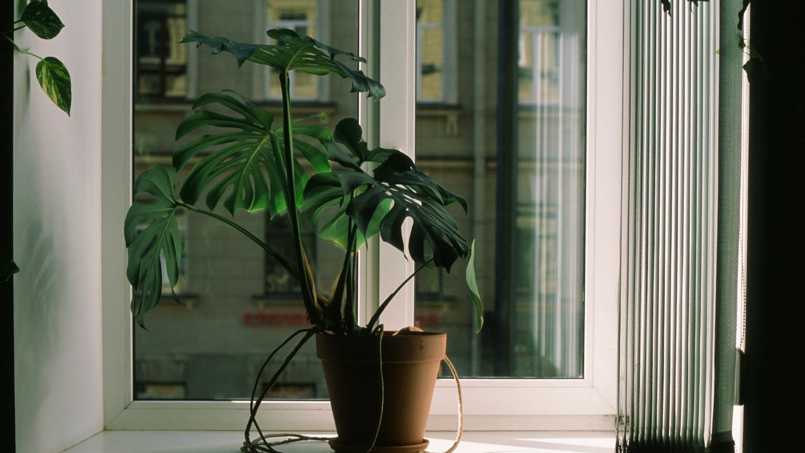 窓辺に置かれた観葉植物