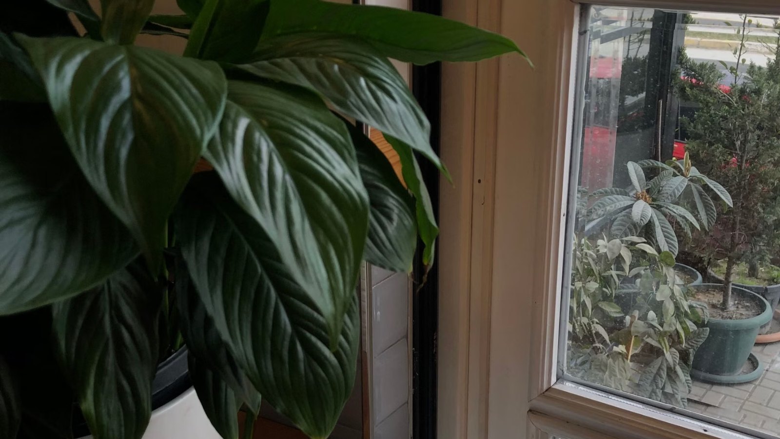 観葉植物とカップが並ぶ、窓辺