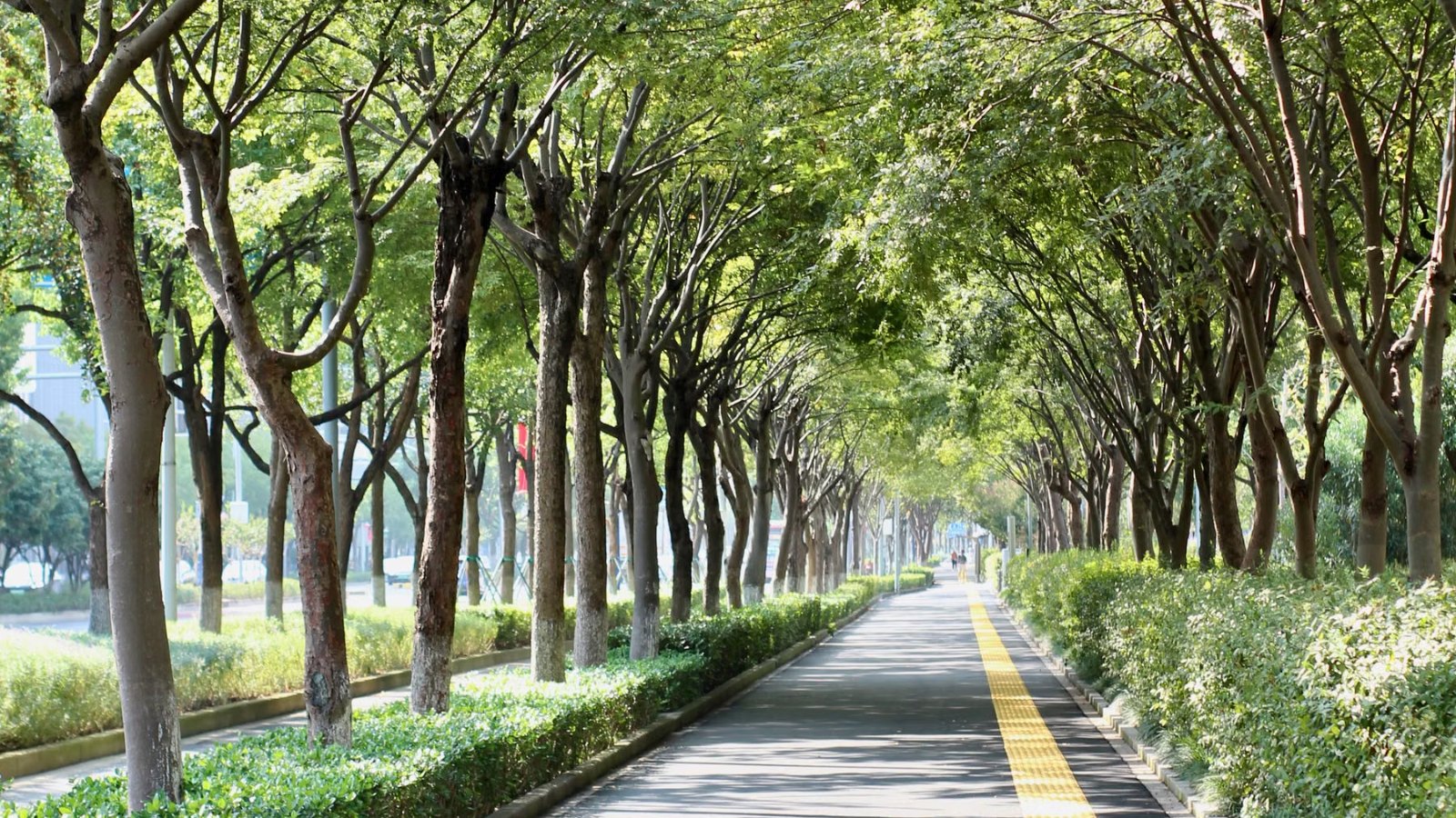 並木が続く、静かな公園の道