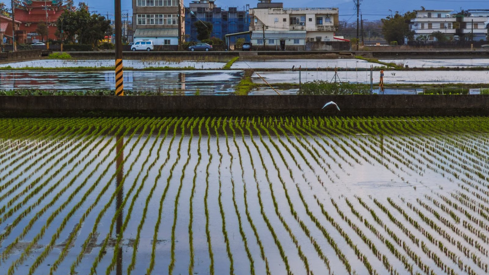 水を張った田んぼと住宅の風景