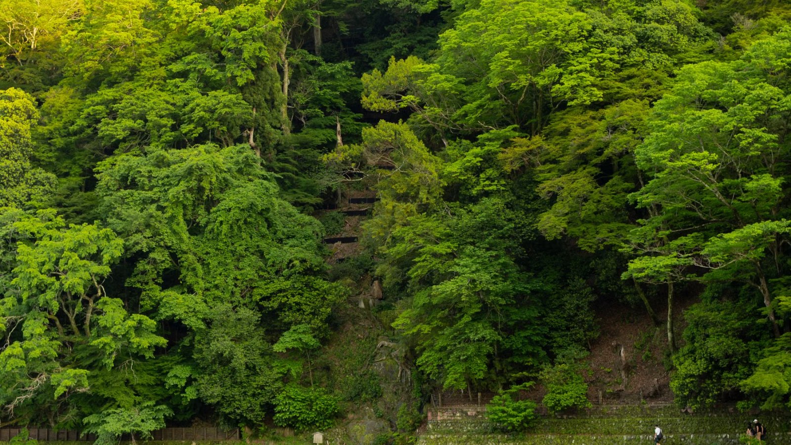 緑の木々に囲まれた静かな森