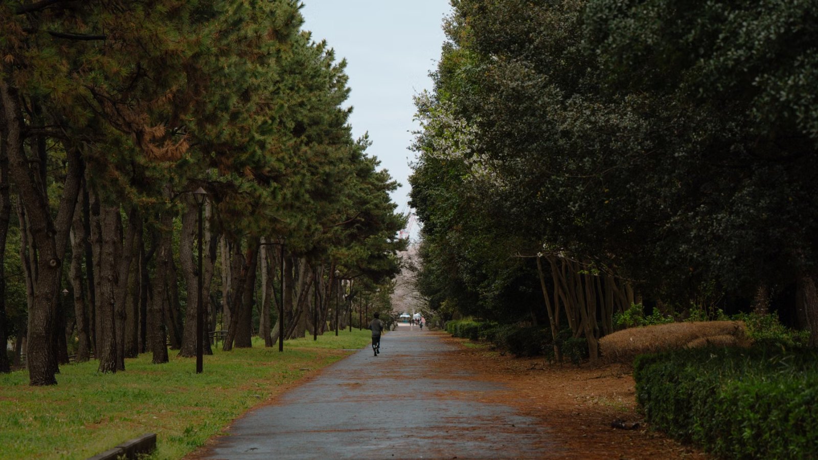木々に囲まれた静かな公園の小道