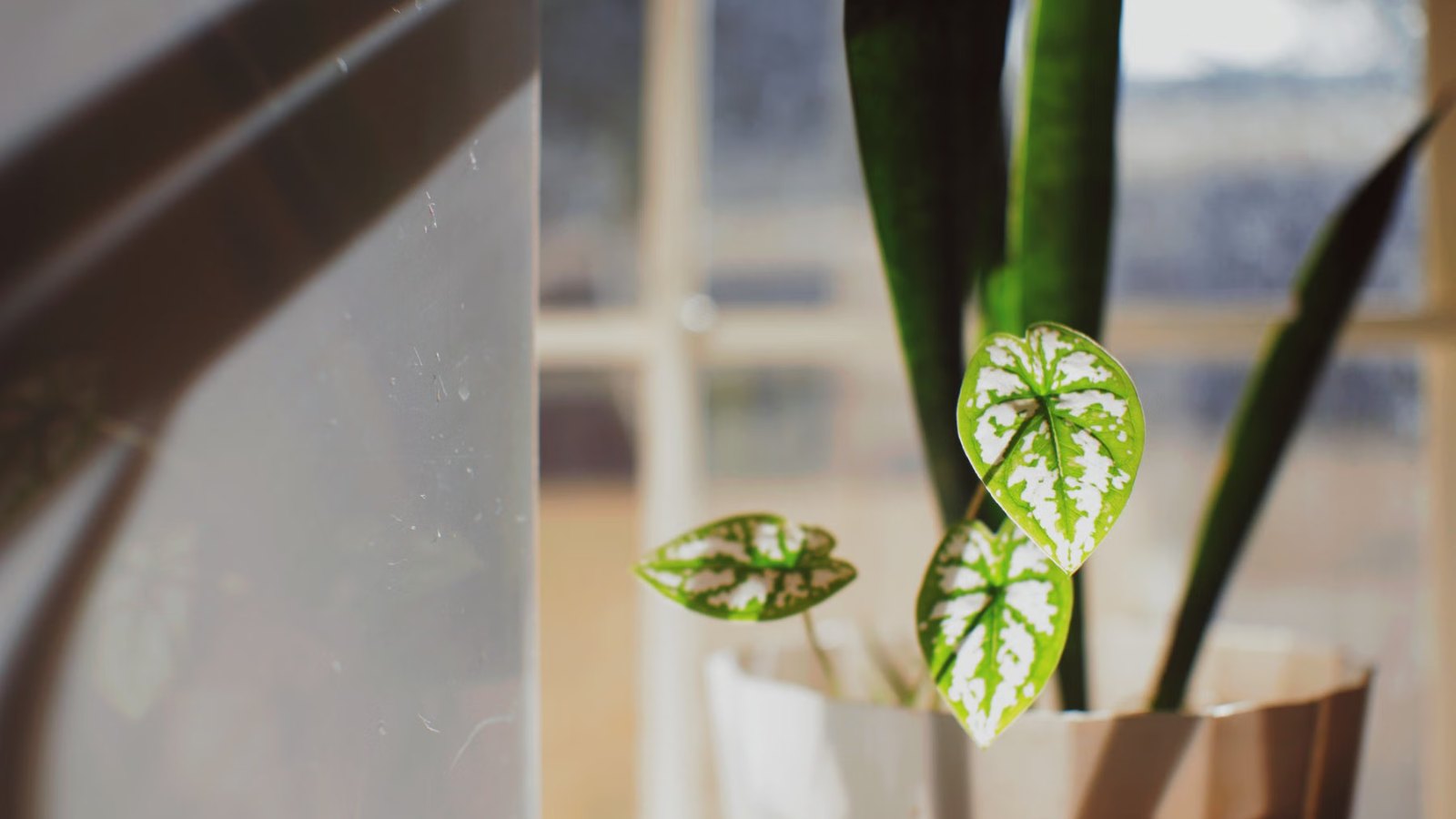 日の差す窓辺に置かれた鉢植え