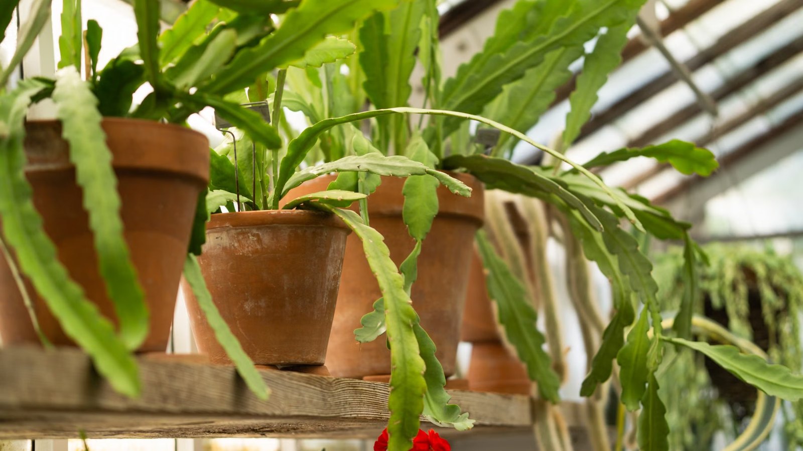 窓辺に並ぶ観葉植物の鉢