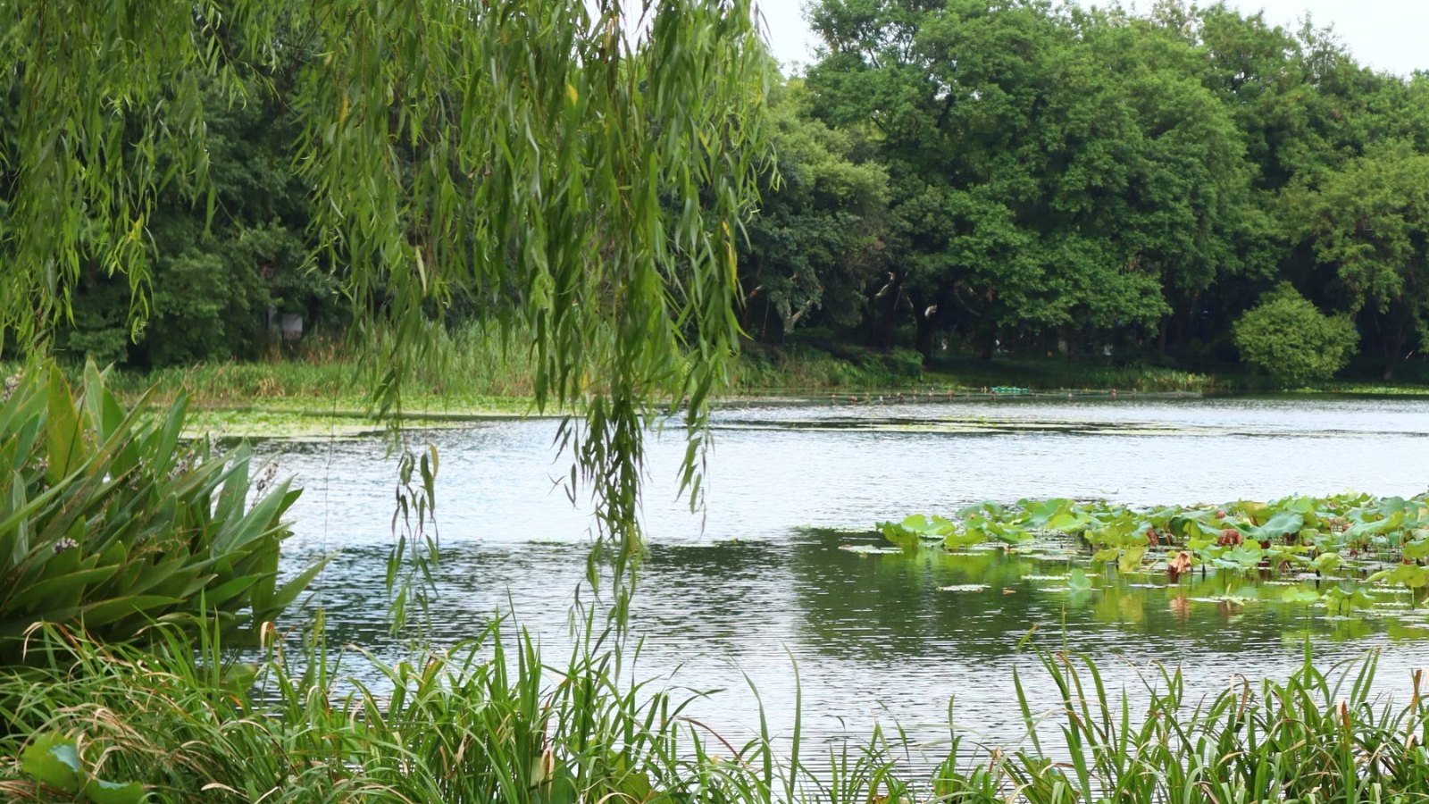 木々に囲まれた静かな水辺