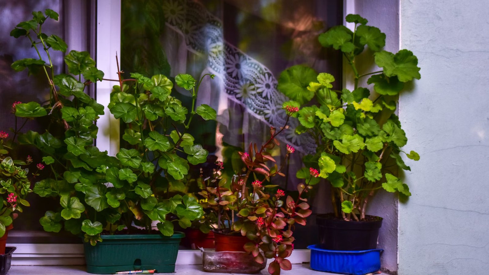 窓辺に並ぶ緑の鉢植え