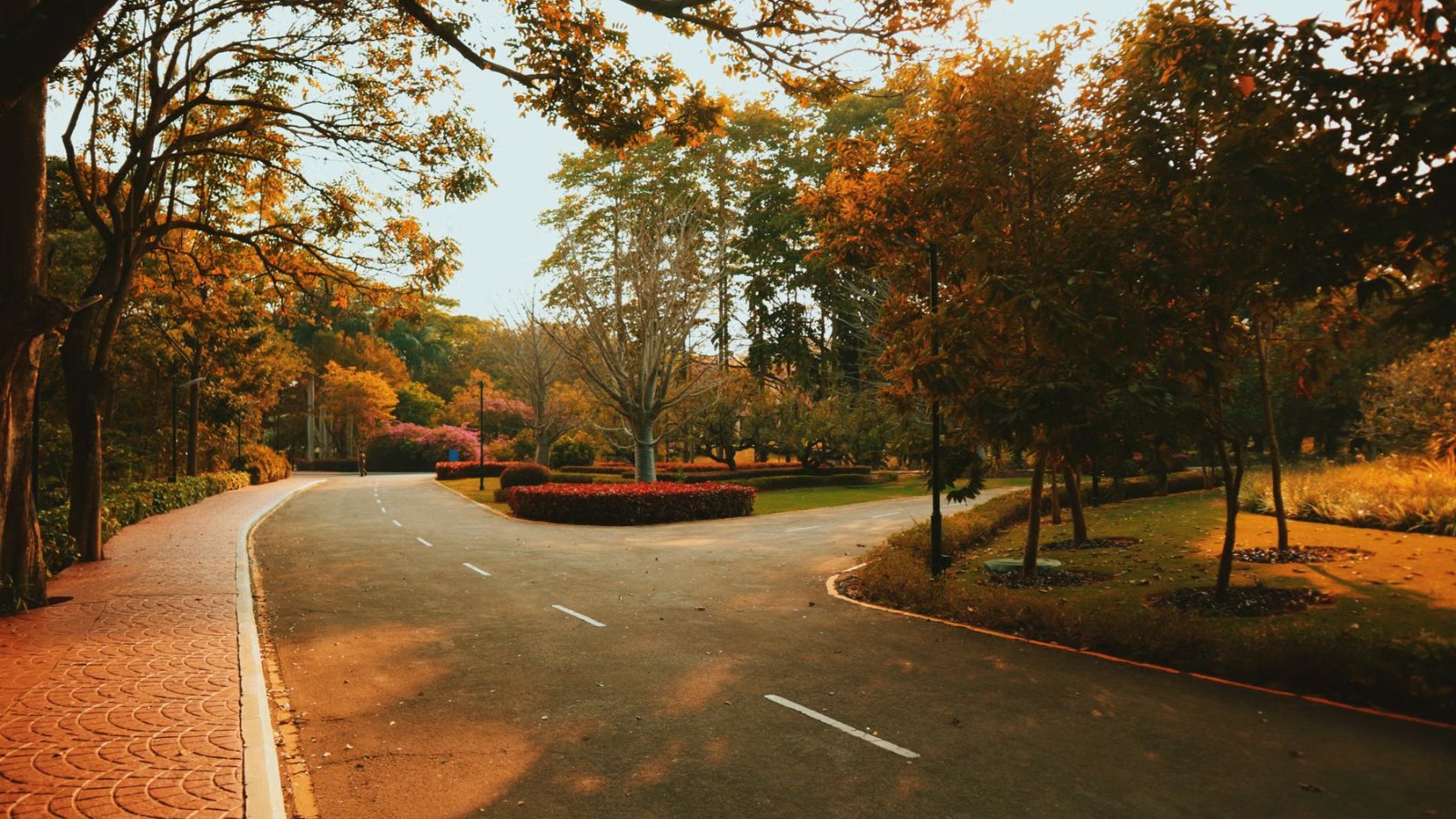 紅葉した木々の間を通る道
