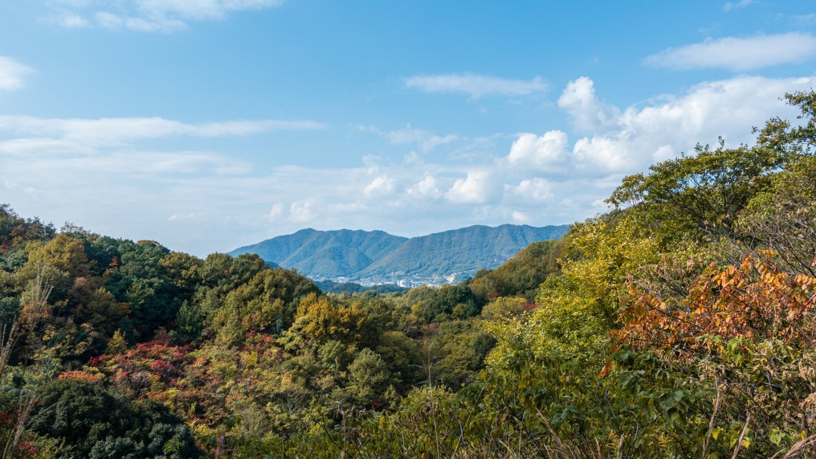 木々におおわれた山の景色