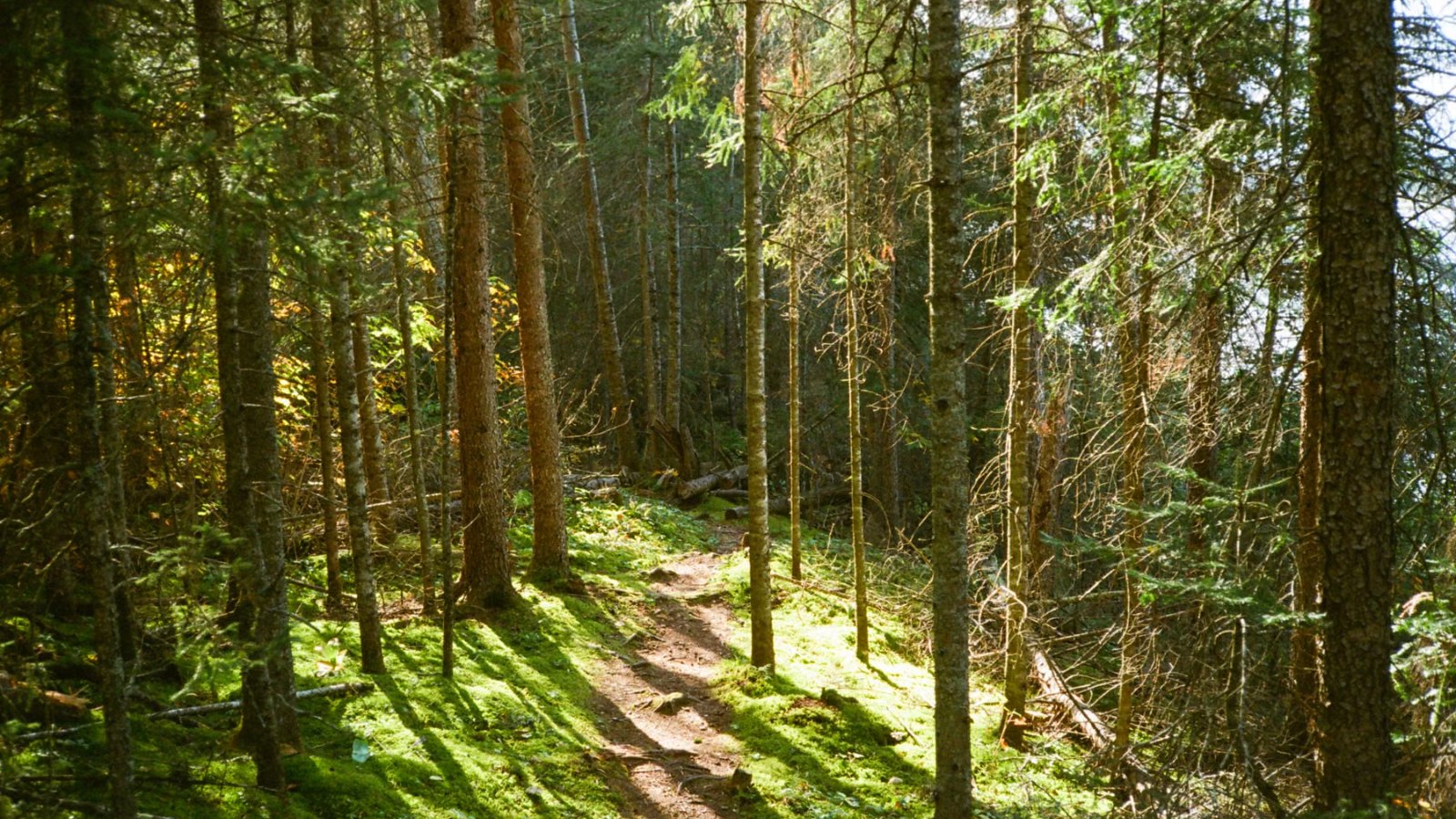 山あいの森の小道に差す光
