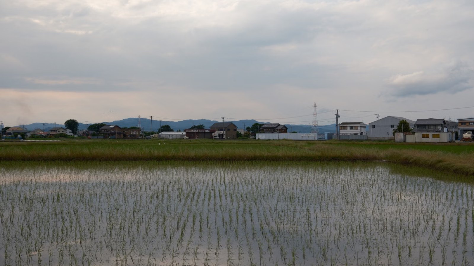 水を張った田んぼが広がる風景